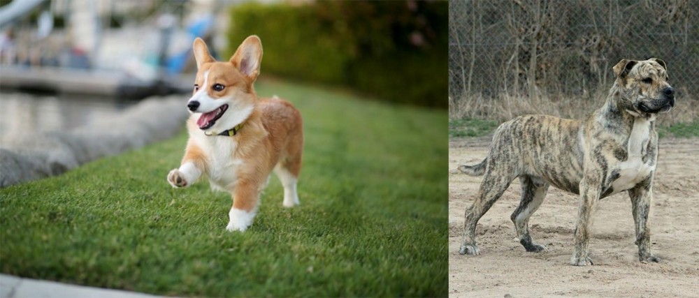 Perro de Presa Mallorquin vs Corgi - Breed Comparison