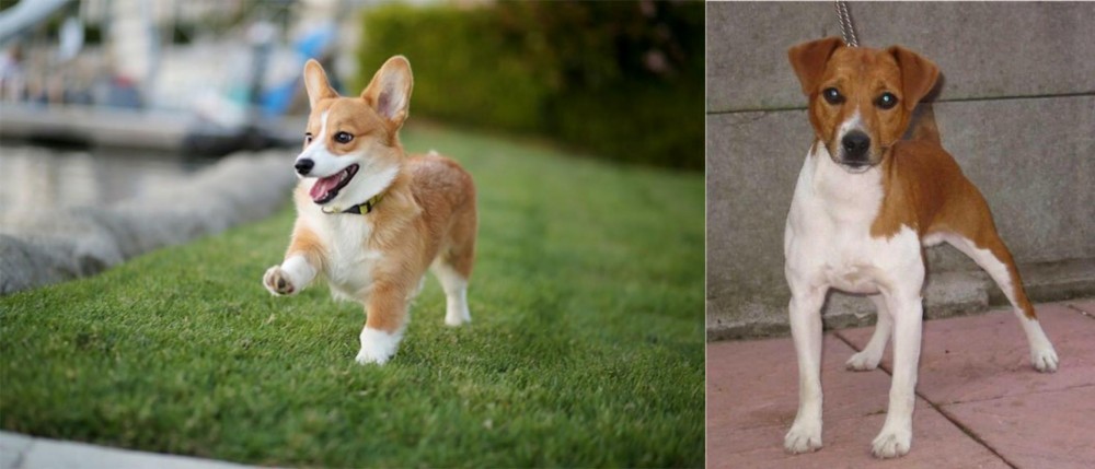 Plummer Terrier vs Corgi - Breed Comparison
