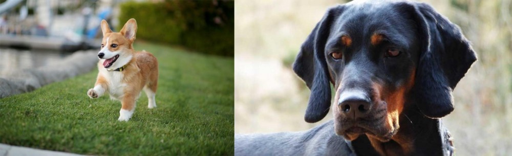 Polish Hunting Dog vs Corgi - Breed Comparison