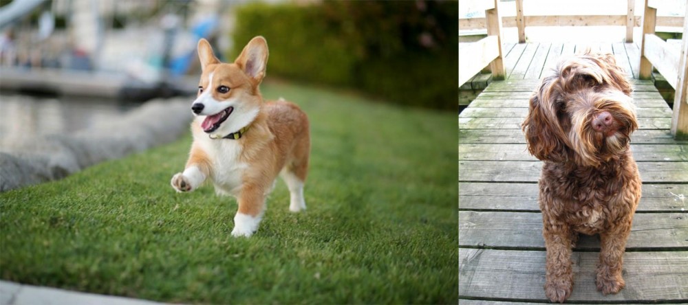 Portuguese Water Dog vs Corgi - Breed Comparison