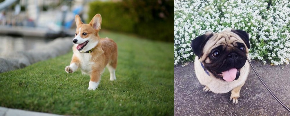 Pug vs Corgi - Breed Comparison