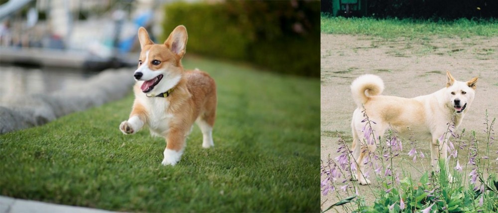 Pungsan Dog vs Corgi - Breed Comparison