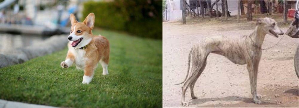 Rampur Greyhound vs Corgi - Breed Comparison