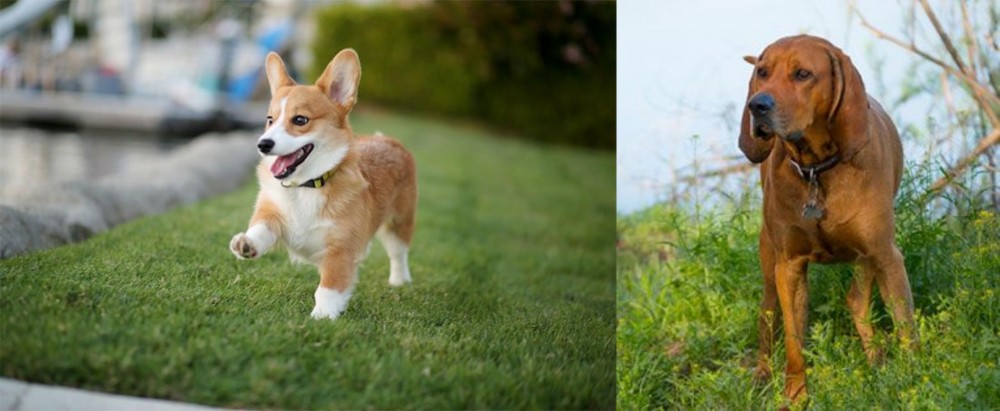 Redbone Coonhound vs Corgi - Breed Comparison