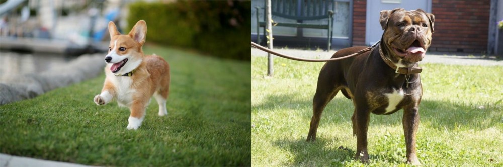 Renascence Bulldogge vs Corgi - Breed Comparison