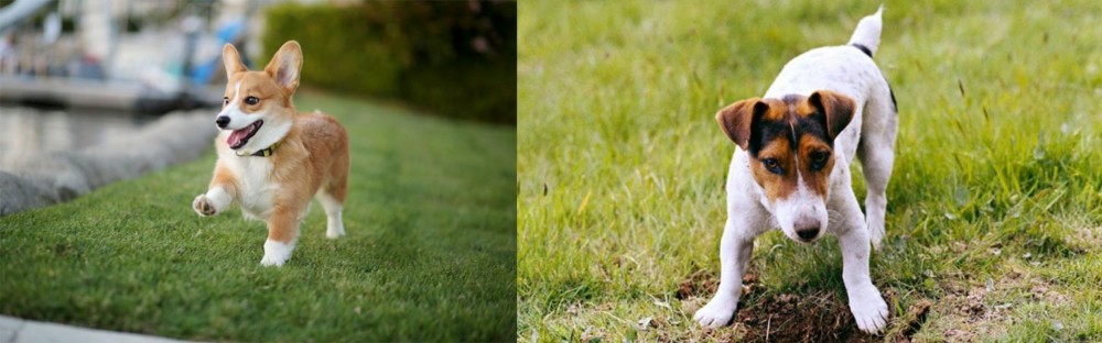 Russell Terrier vs Corgi - Breed Comparison