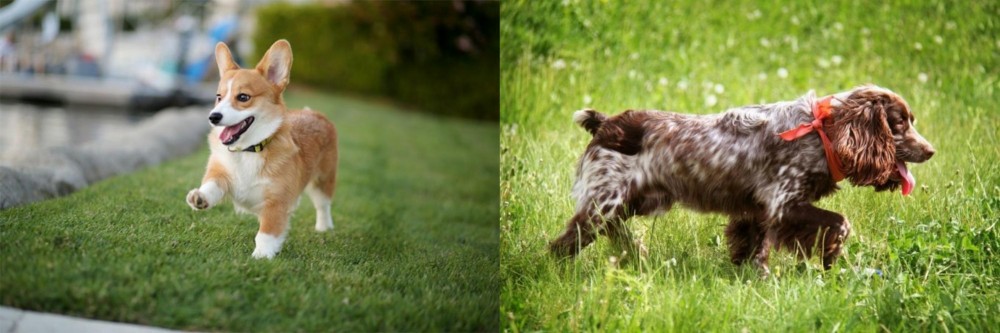 Russian Spaniel vs Corgi - Breed Comparison