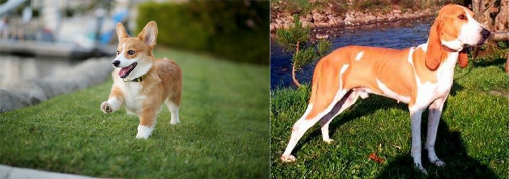 Schweizer Laufhund vs Corgi - Breed Comparison