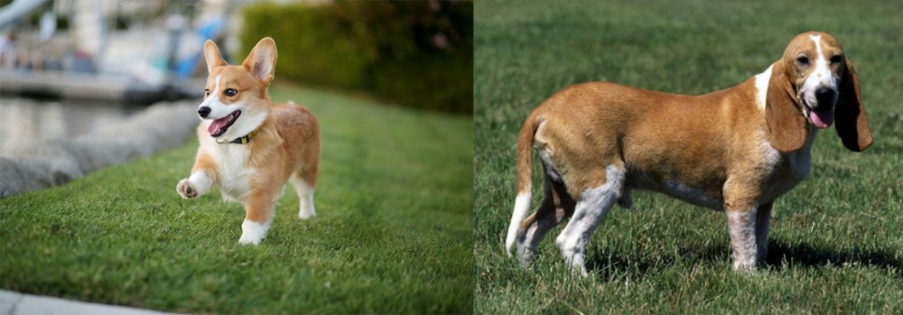 Schweizer Niederlaufhund vs Corgi - Breed Comparison