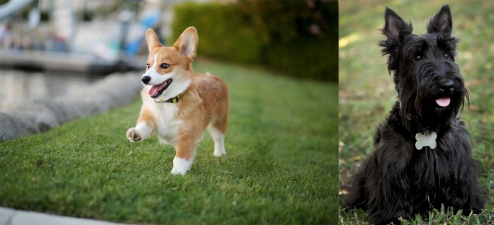 Scoland Terrier vs Corgi - Breed Comparison