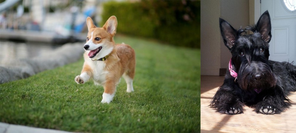 Scottish Terrier vs Corgi - Breed Comparison