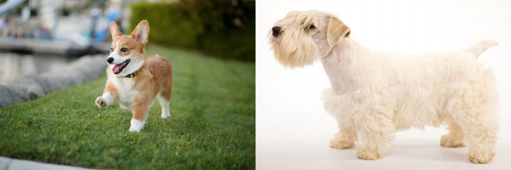 Sealyham Terrier vs Corgi - Breed Comparison