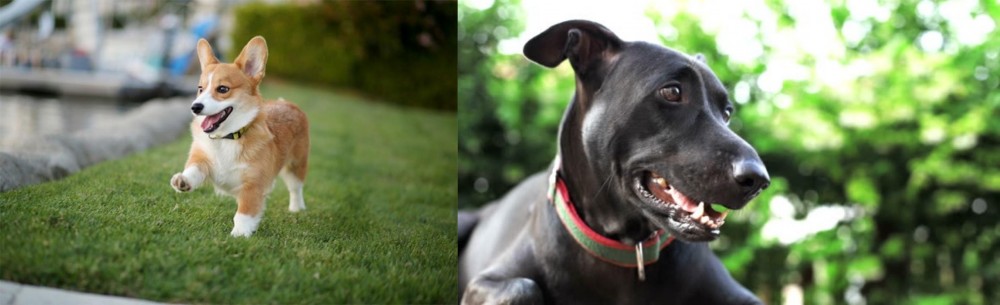 Shepard Labrador vs Corgi - Breed Comparison