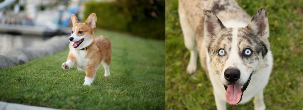 Shepherd Husky vs Corgi - Breed Comparison