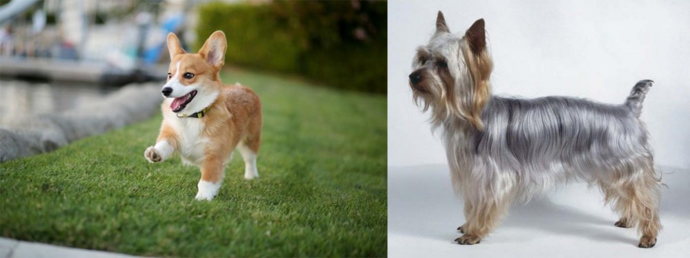 Silky Terrier vs Corgi - Breed Comparison