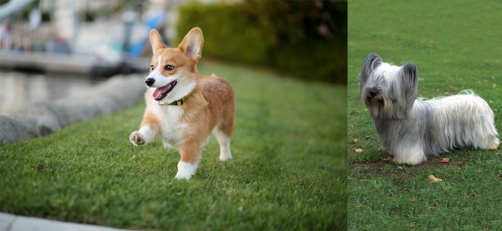 Skye Terrier vs Corgi - Breed Comparison