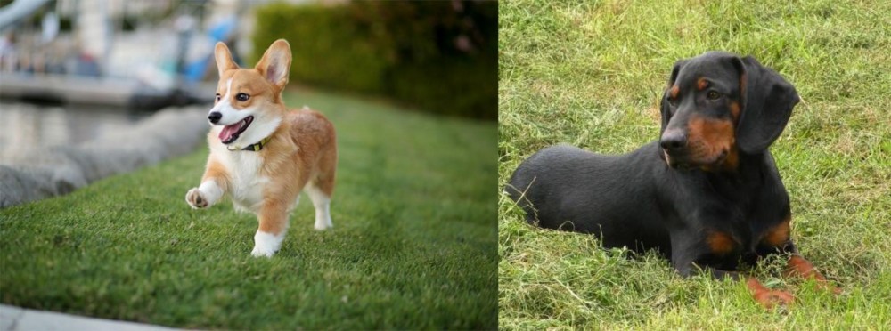 Slovakian Hound vs Corgi - Breed Comparison