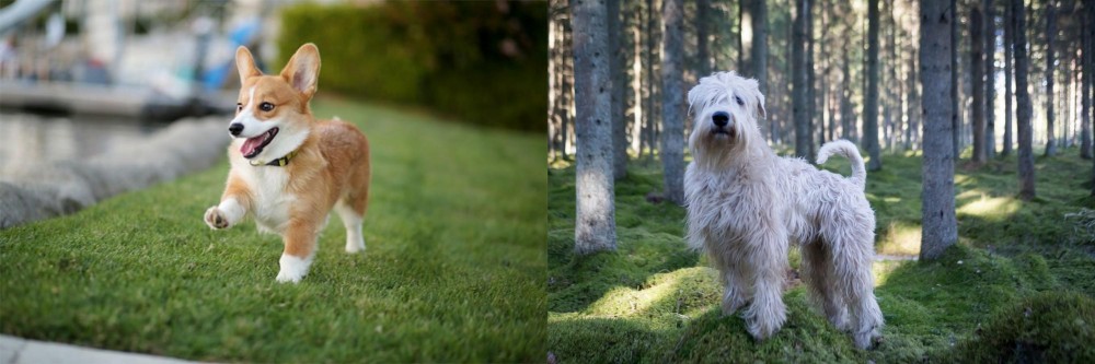 Soft-Coated Wheaten Terrier vs Corgi - Breed Comparison