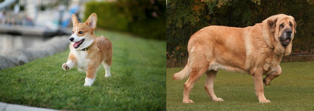 Spanish Mastiff vs Corgi - Breed Comparison