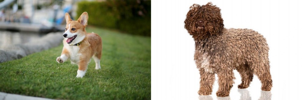 Spanish Water Dog vs Corgi - Breed Comparison
