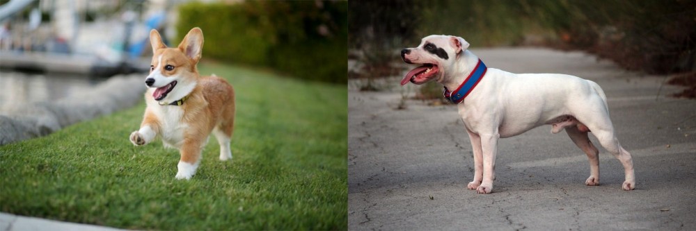 Staffordshire Bull Terrier vs Corgi - Breed Comparison