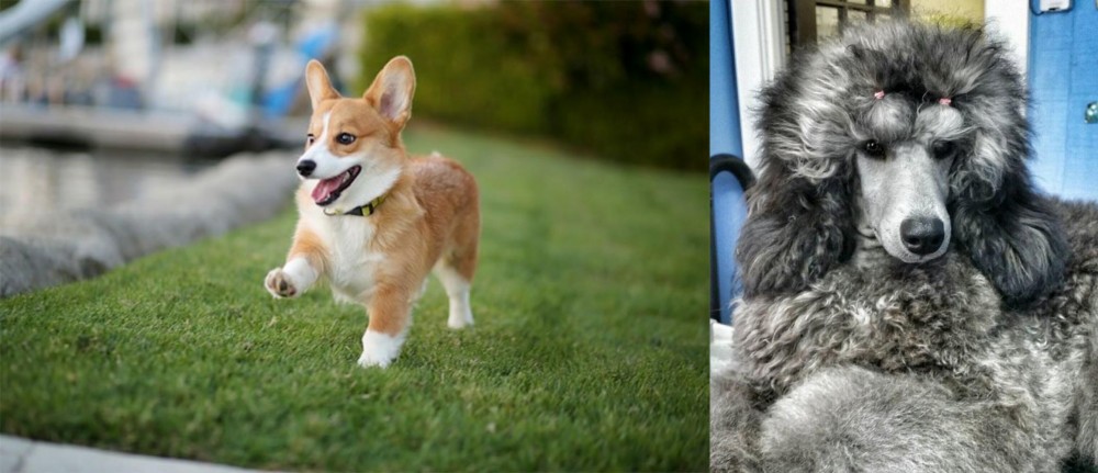 Standard Poodle vs Corgi - Breed Comparison