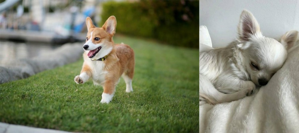 Tea Cup Chihuahua vs Corgi - Breed Comparison