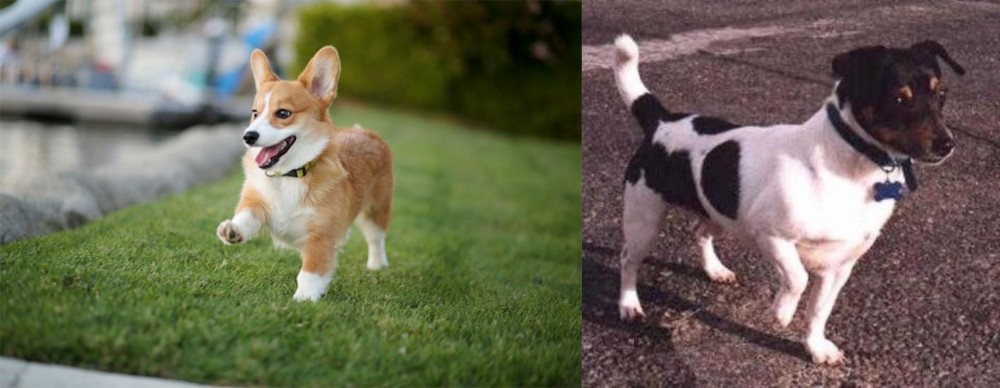 Teddy Roosevelt Terrier vs Corgi - Breed Comparison