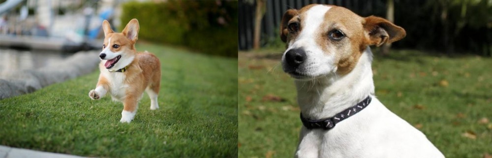 Tenterfield Terrier vs Corgi - Breed Comparison