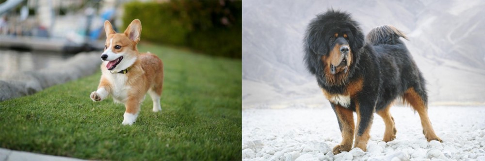 Tibetan Mastiff vs Corgi - Breed Comparison