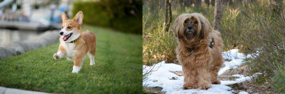 Tibetan Terrier vs Corgi - Breed Comparison
