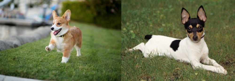 Toy Fox Terrier vs Corgi - Breed Comparison