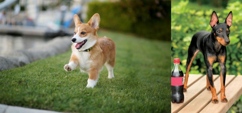Toy Manchester Terrier vs Corgi - Breed Comparison
