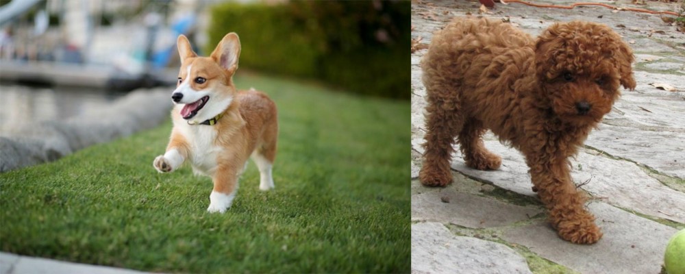 Toy Poodle vs Corgi - Breed Comparison