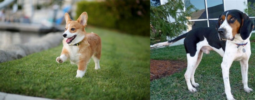 Treeing Walker Coonhound vs Corgi - Breed Comparison