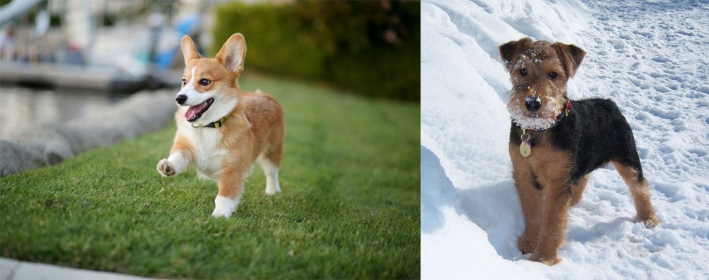 Welsh Terrier vs Corgi - Breed Comparison