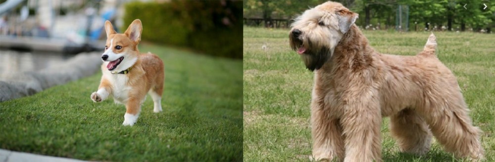Wheaten Terrier vs Corgi - Breed Comparison