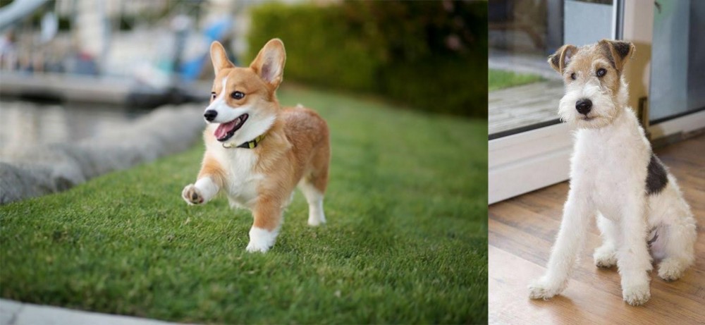 Wire Fox Terrier vs Corgi - Breed Comparison
