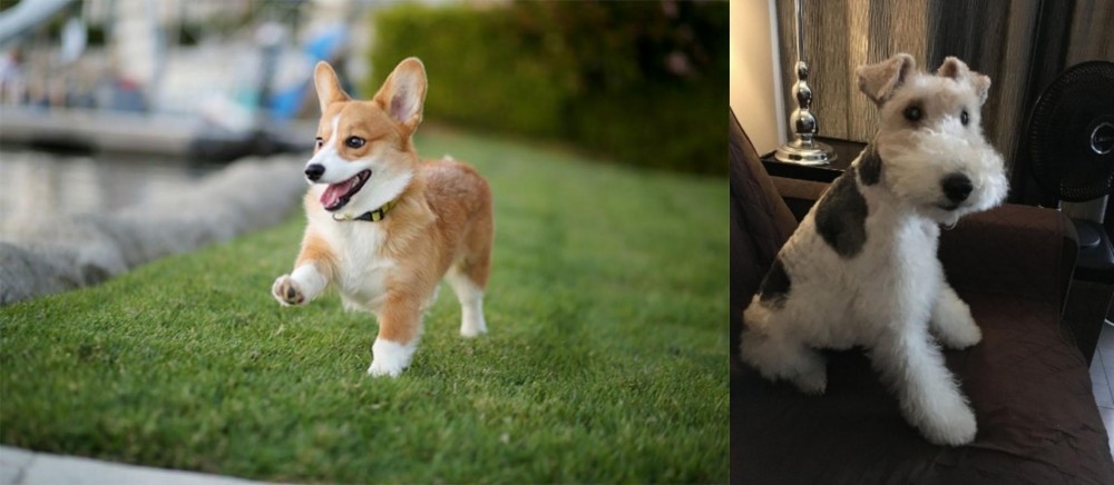 Wire Haired Fox Terrier vs Corgi - Breed Comparison