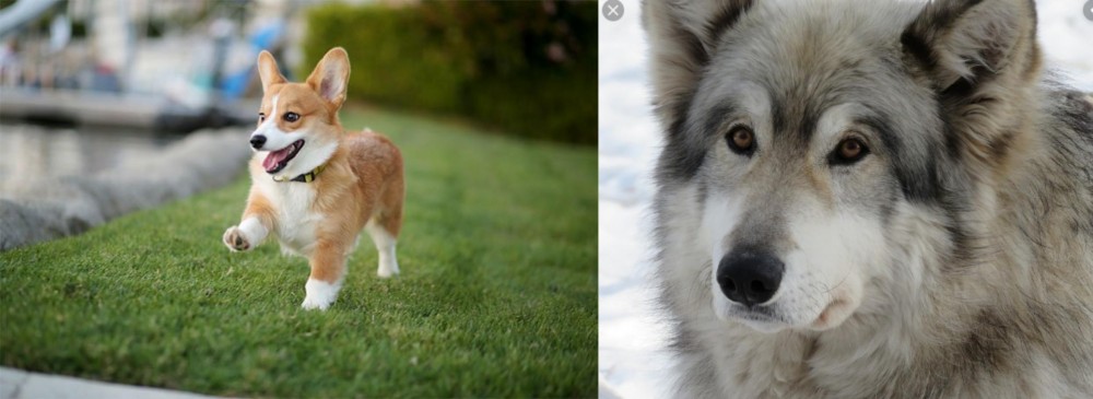 Wolfdog vs Corgi - Breed Comparison