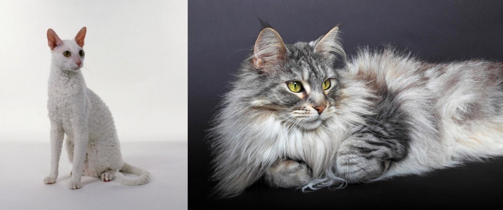 Domestic Longhaired Cat vs Cornish Rex - Breed Comparison
