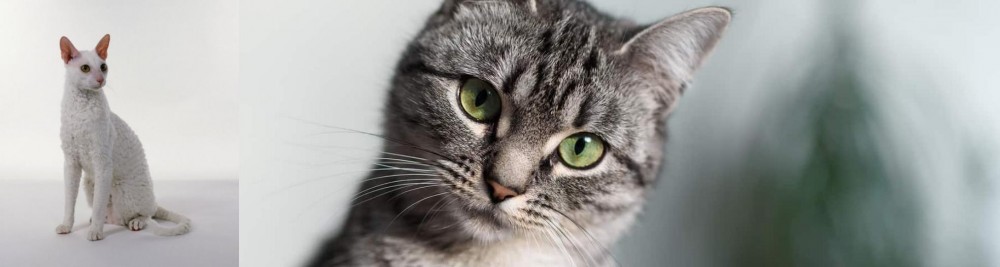 Domestic Shorthaired Cat vs Cornish Rex - Breed Comparison