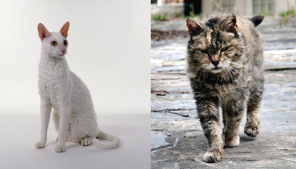 Farm Cat vs Cornish Rex - Breed Comparison