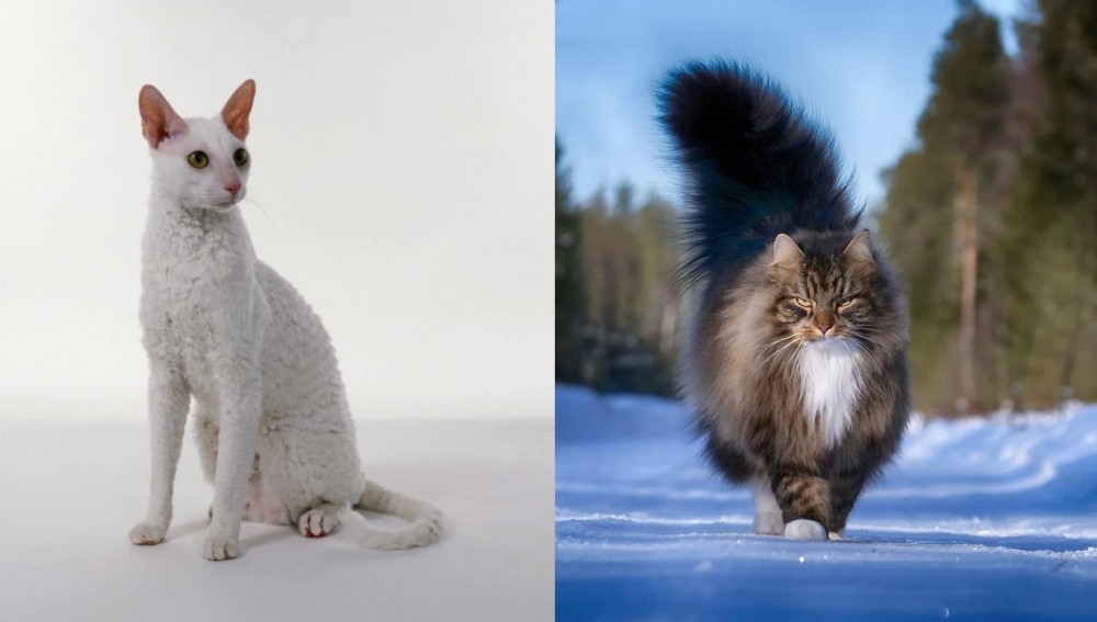 Norwegian Forest Cat vs Cornish Rex - Breed Comparison