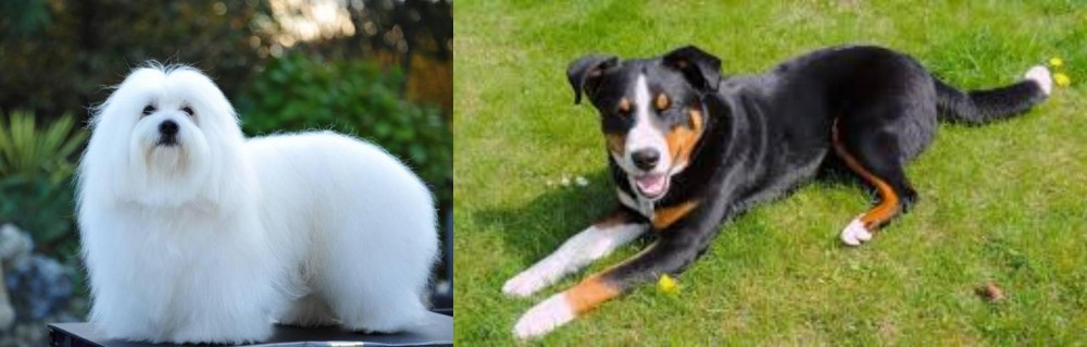 Appenzell Mountain Dog vs Coton De Tulear - Breed Comparison