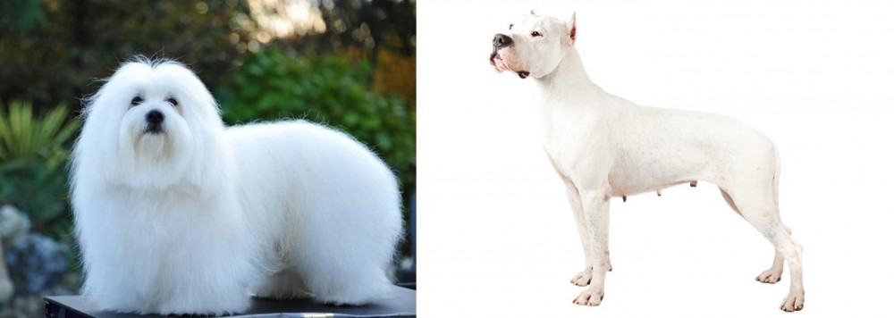 Argentine Dogo vs Coton De Tulear - Breed Comparison