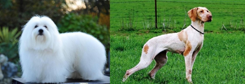 Ariege Pointer vs Coton De Tulear - Breed Comparison
