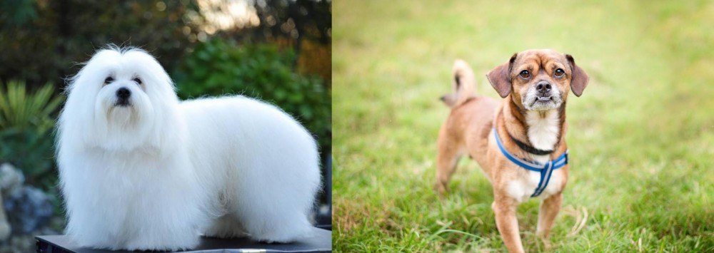 Chug vs Coton De Tulear - Breed Comparison