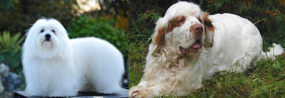 Clumber Spaniel vs Coton De Tulear - Breed Comparison