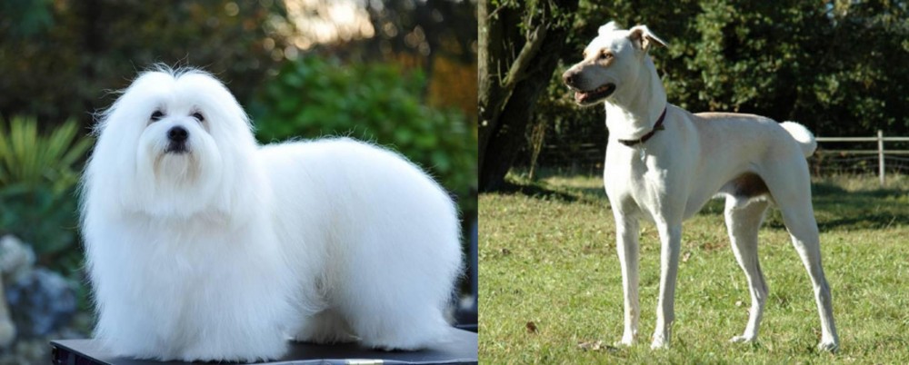 Cretan Hound vs Coton De Tulear - Breed Comparison